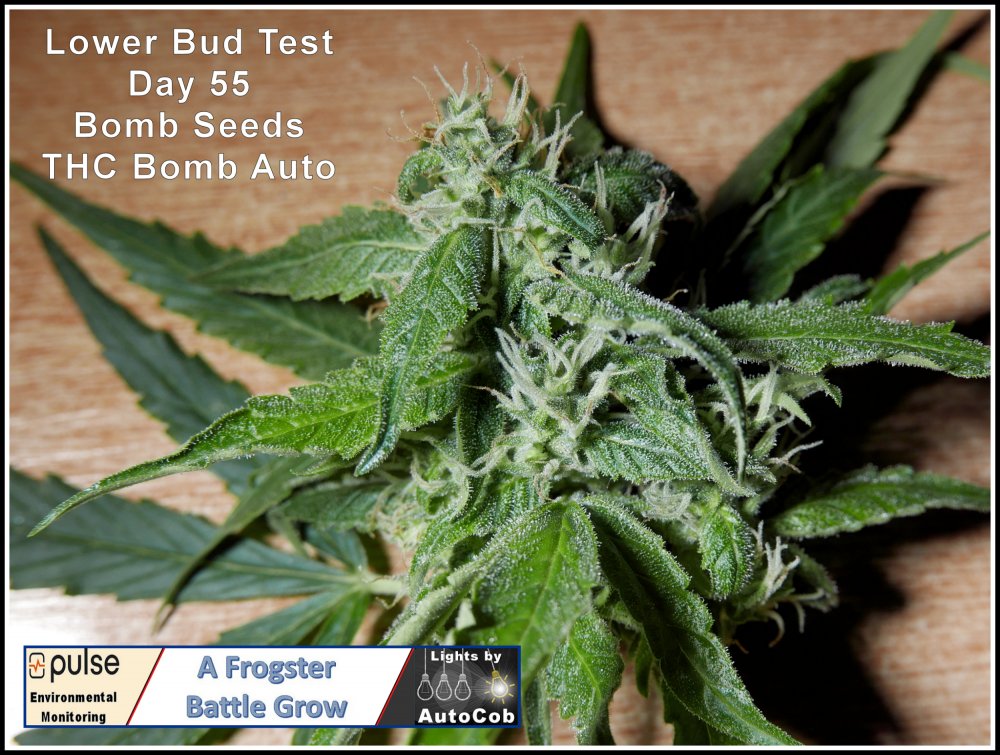 Bud Test Day 55 A.jpg