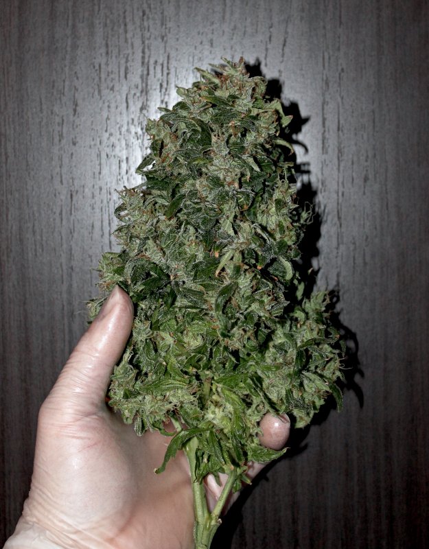 Bud01.JPG