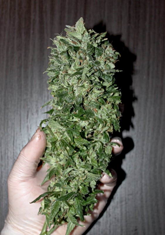 Bud02.JPG