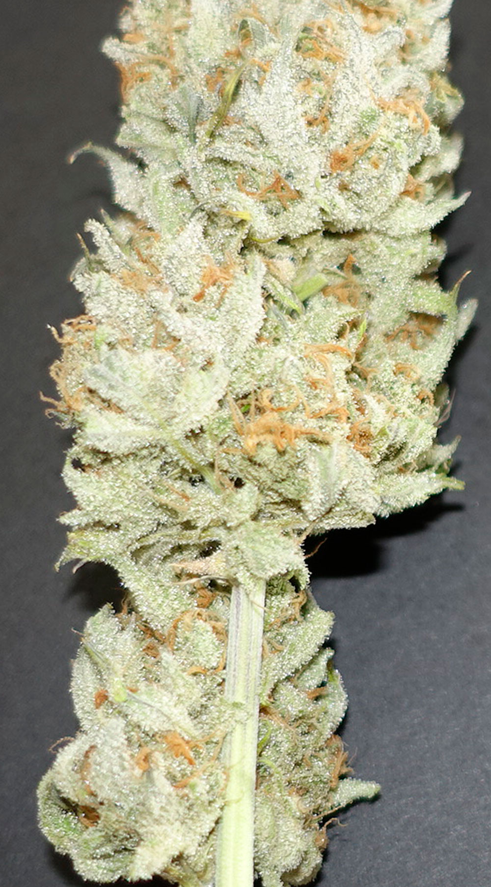 bud1.jpg