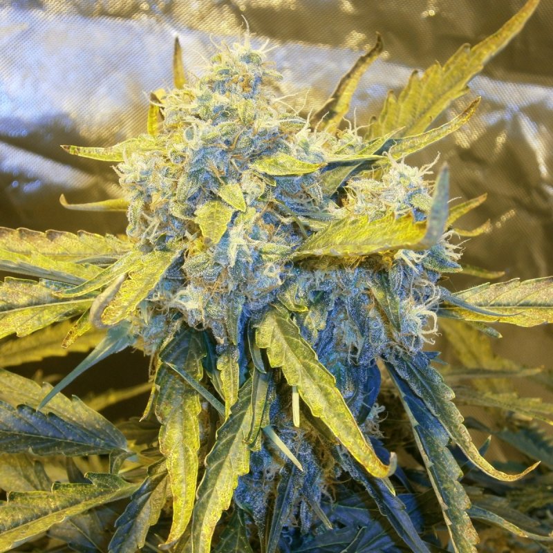 Bud10.JPG