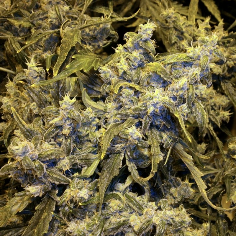 Bud15.JPG