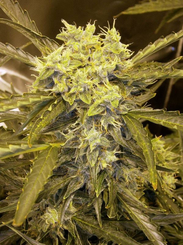 Bud22.JPG