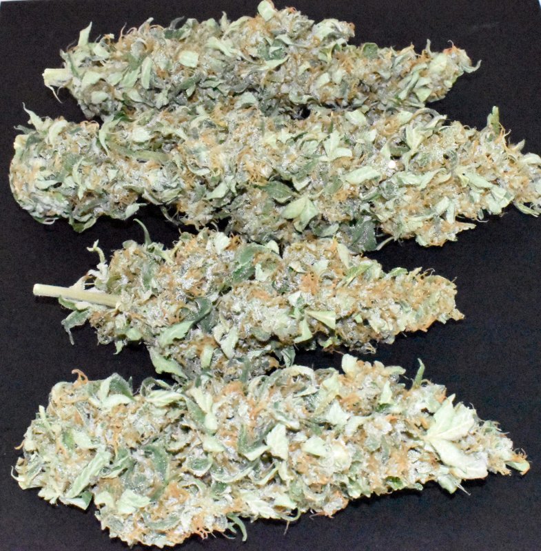 bud3.jpg