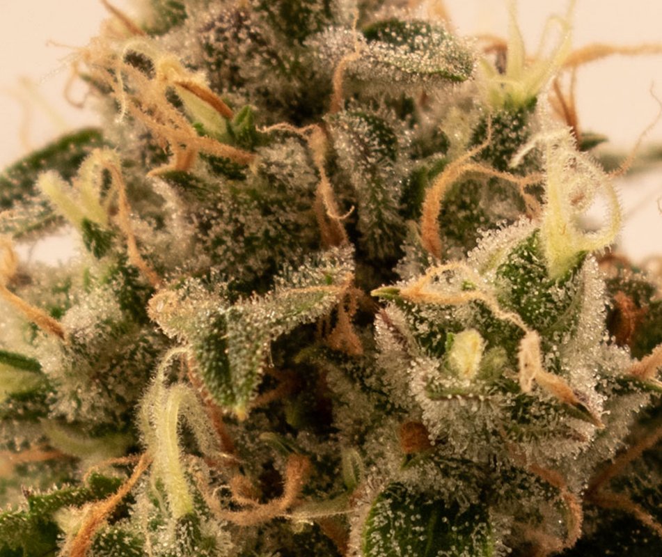 bud3.jpg