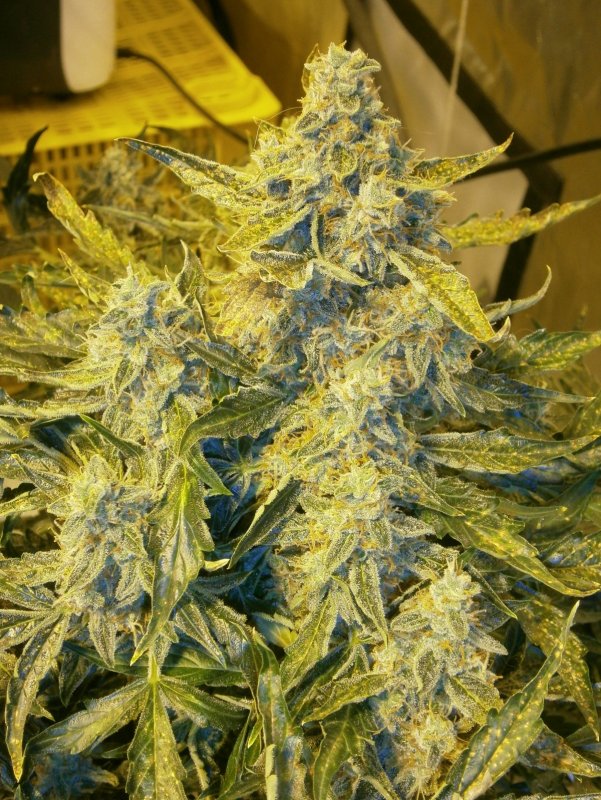 Bud5.JPG