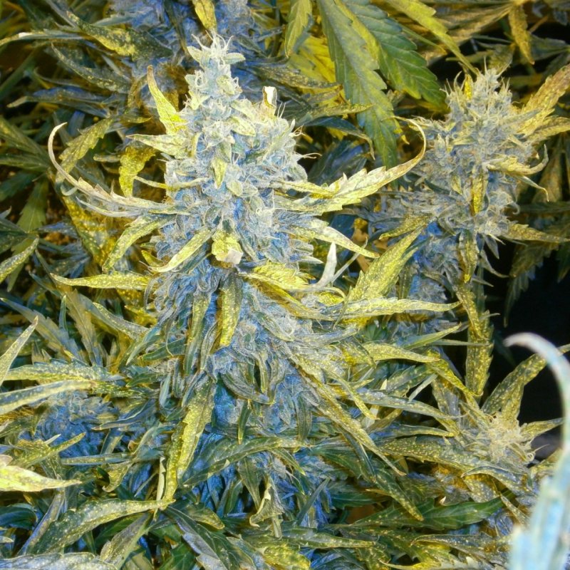 Bud5.JPG