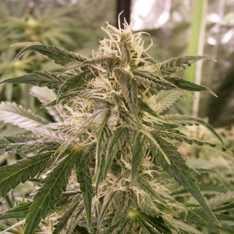 BUD5.JPG