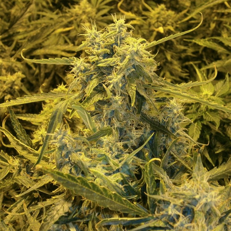 Bud6.JPG