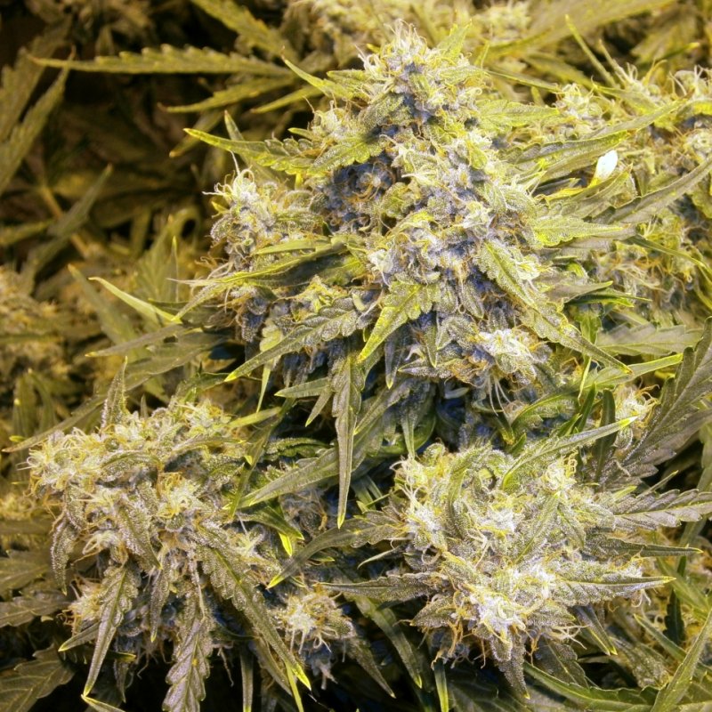 Bud6.JPG