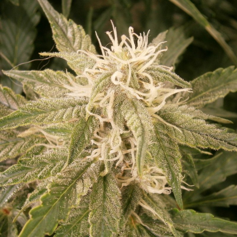 BUD6.JPG