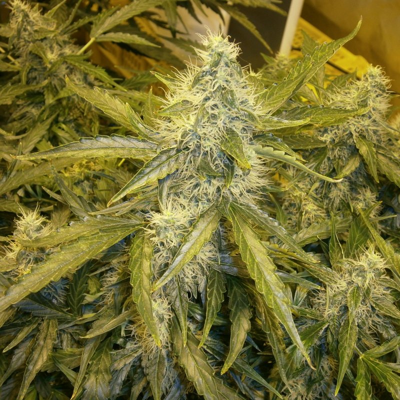 Bud7.JPG