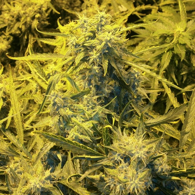 Bud7.JPG