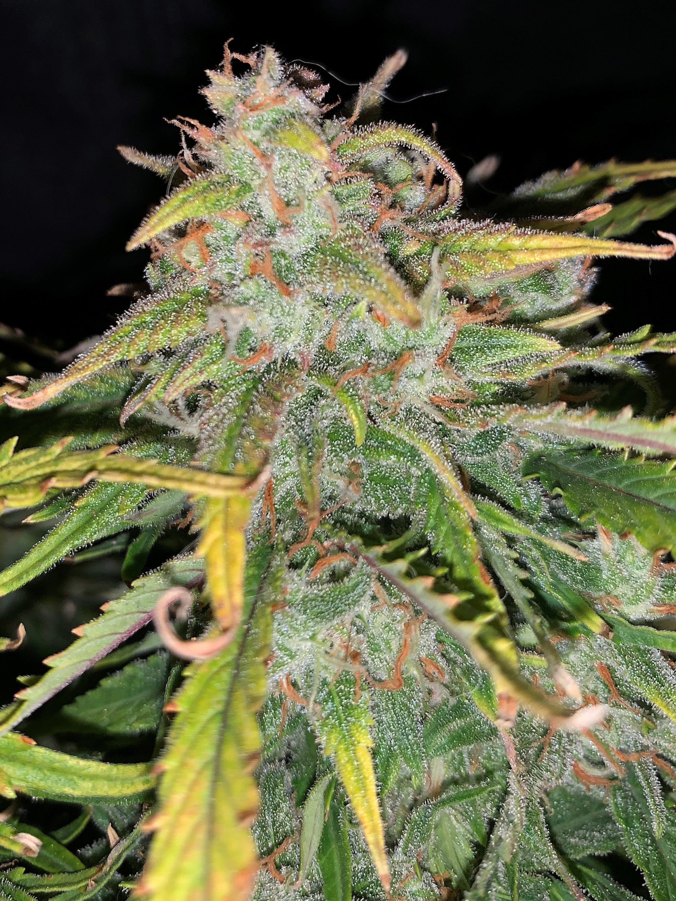 bud71.jpg