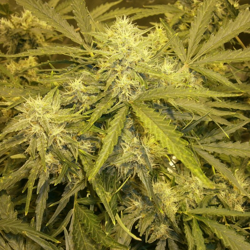 Bud8.JPG