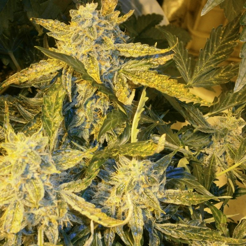 Bud8.JPG