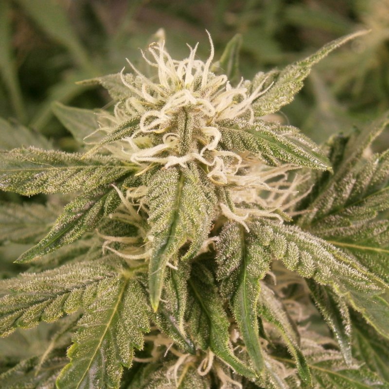 BUD8.JPG