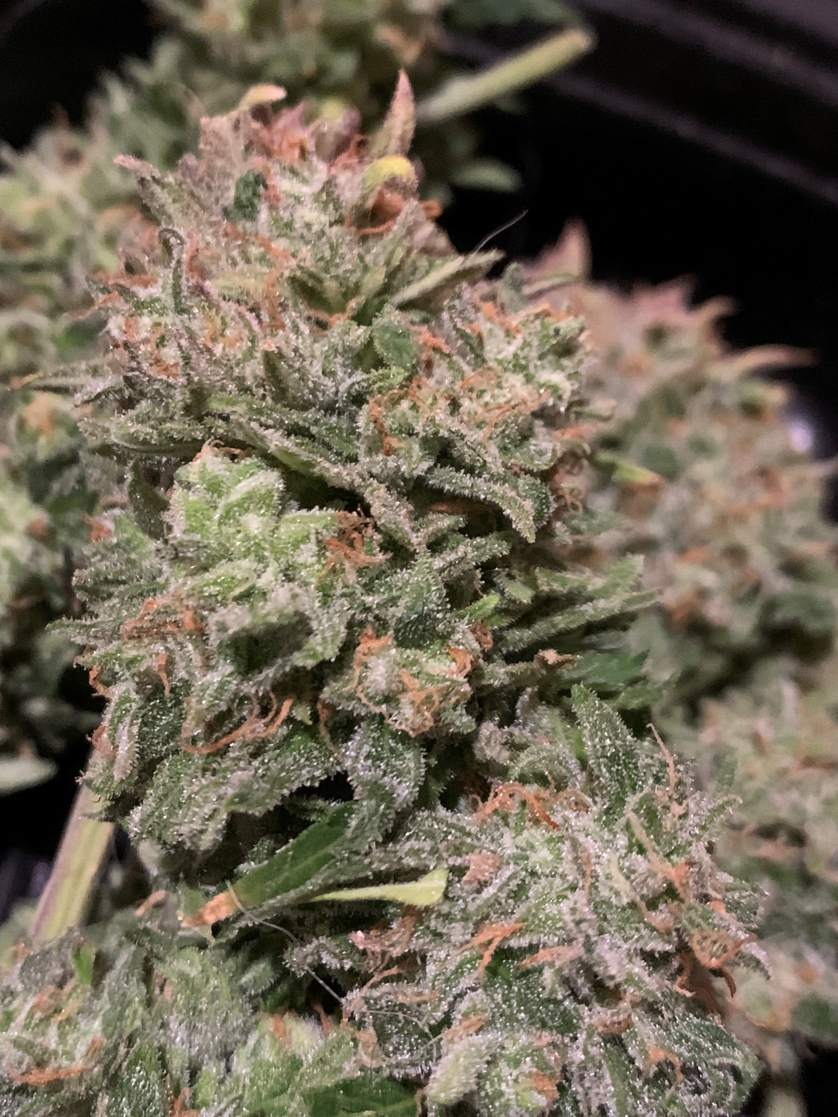 budcloseup1.jpg