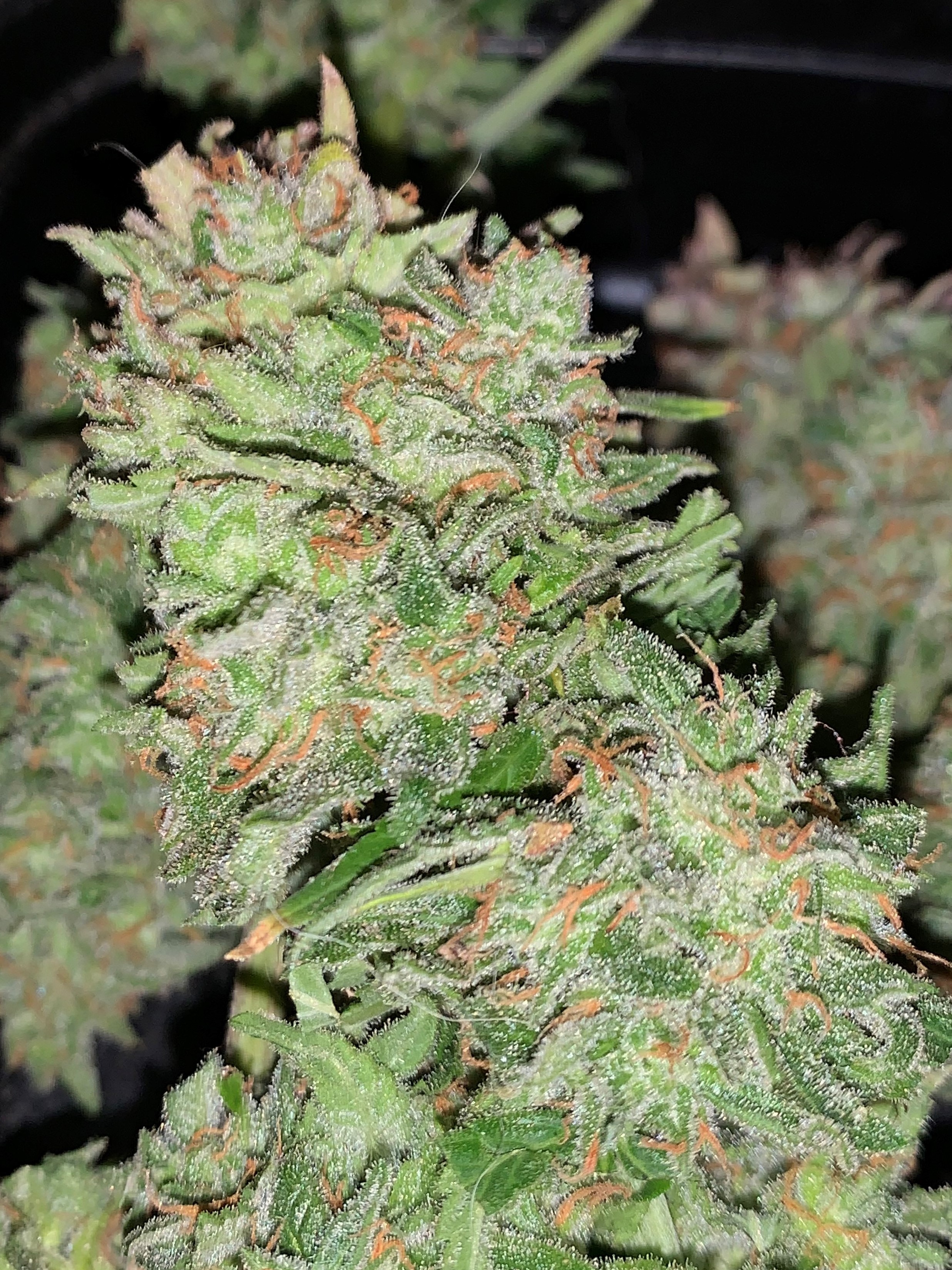 budcloseup2.jpg