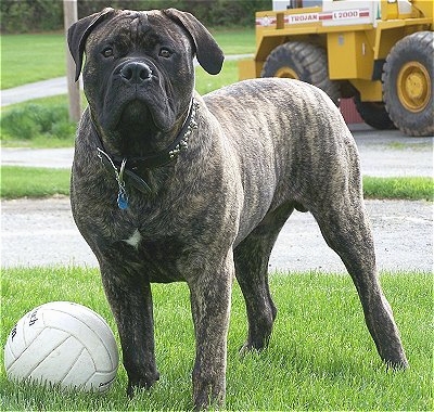 Bullmastiff16montholdbrindledoodoo.JPG