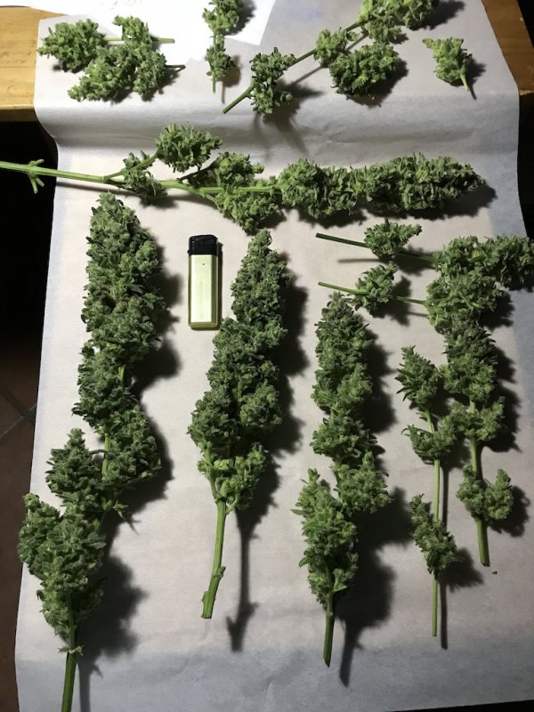 C99 harvest.JPG