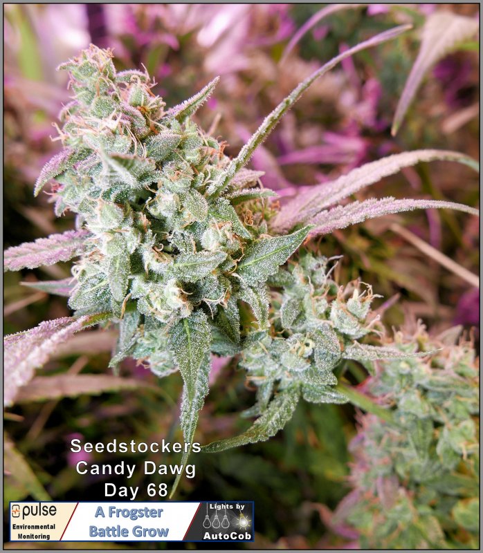 Candy Day 68 Bud.jpg