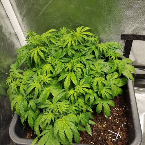 candy kush 1 day 35.jpg