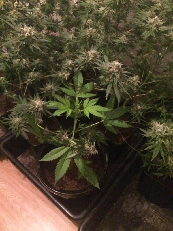 Candy-Kush-Auto-Day30-02.JPG