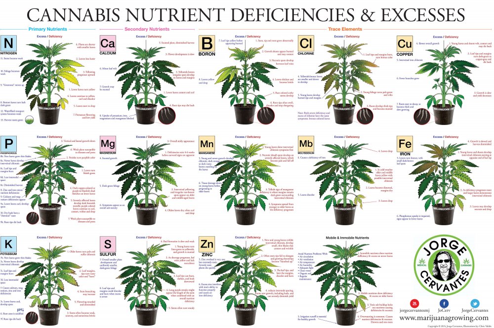 canna chart.jpg