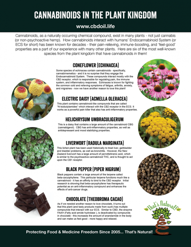 Cannabinoids_in_the_Plant_Kingdom_Diagram_V1_c4690c23-34fb-4f50-9843-1b363ad59d3f_1024x1024.png