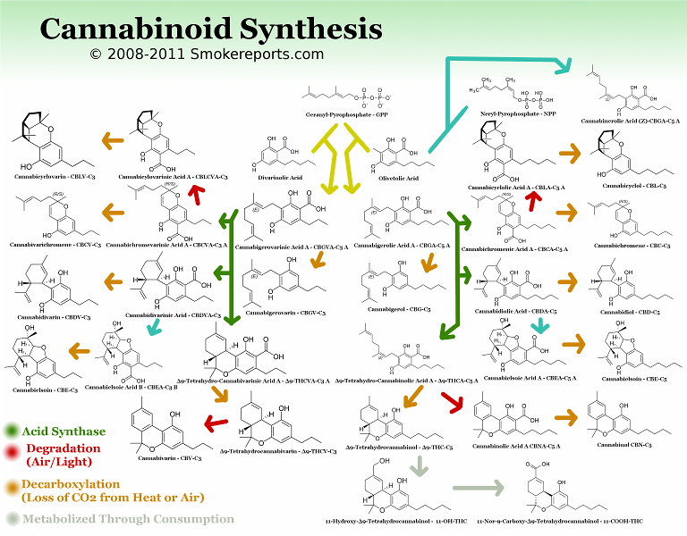 cannabinoidsynthesissmallest.png