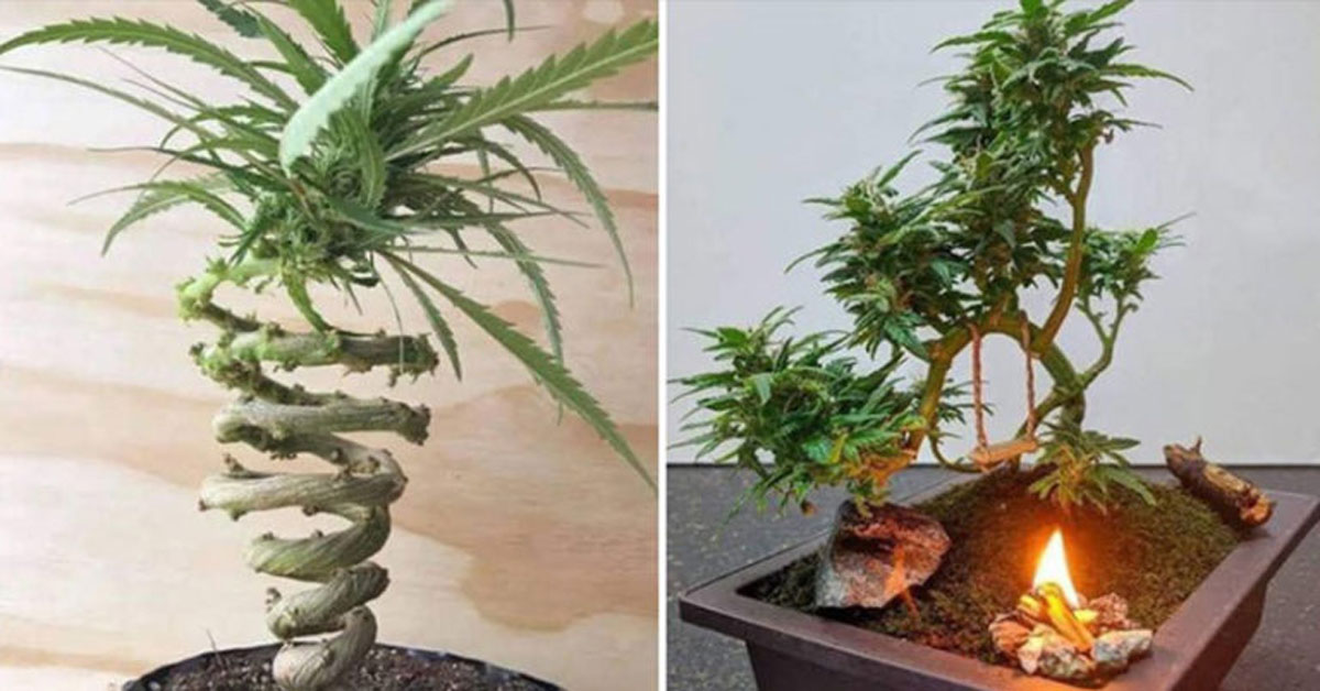 cannabis-bonsai.jpeg