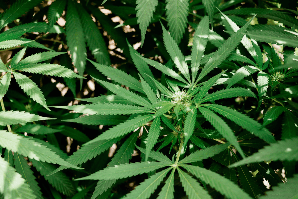 cannabis-flowering-stages-flowering-cannabis_8-1024x683.png