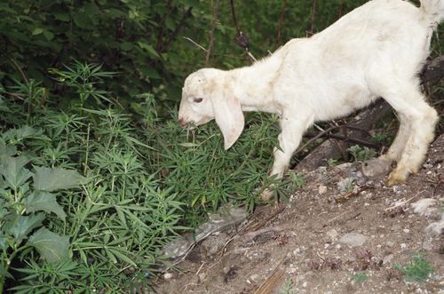 cannabis goat.jpg