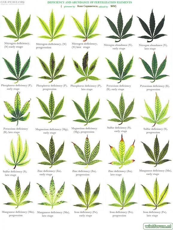 Cannabis leaf issues.jpg