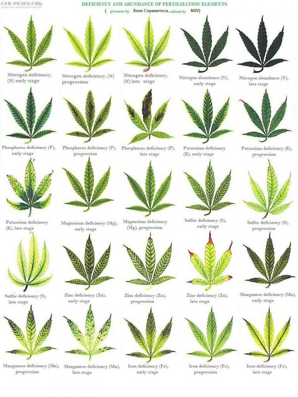 cannabis leaf symptoms.jpg