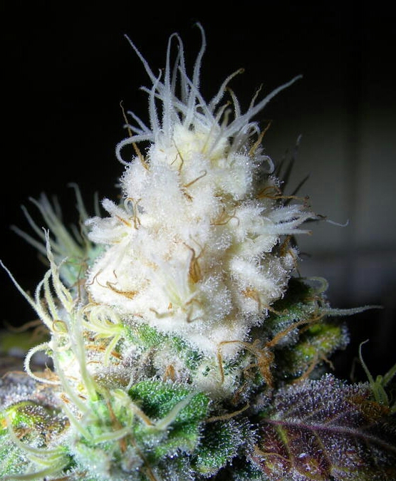 cannabis-light-bleaching-white-bud-tip-1.jpg