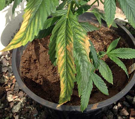 cannabis-potassium-deficiency-lower-leaves-yellow-sm.jpg