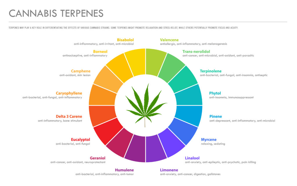 Cannabis-Terpene-Wheel-1024x640-1.jpg