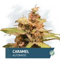 caramel-automatic-feminized.jpg