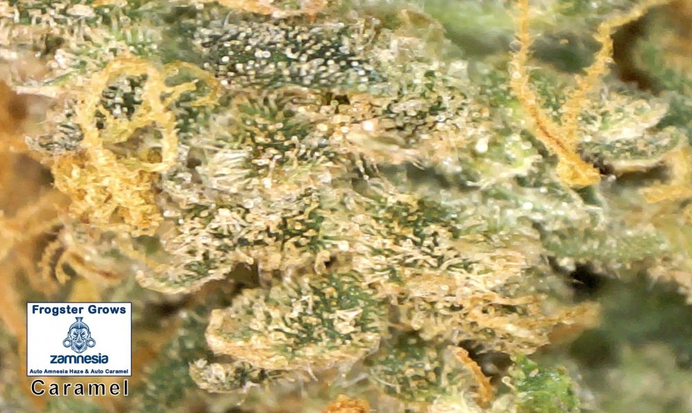 Caramel Bud Drying 2.jpg