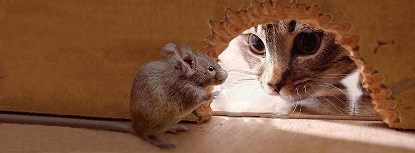 Cat-Mouse-Facebook-Cover.jpg