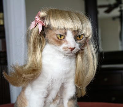 cat-wig2.jpg