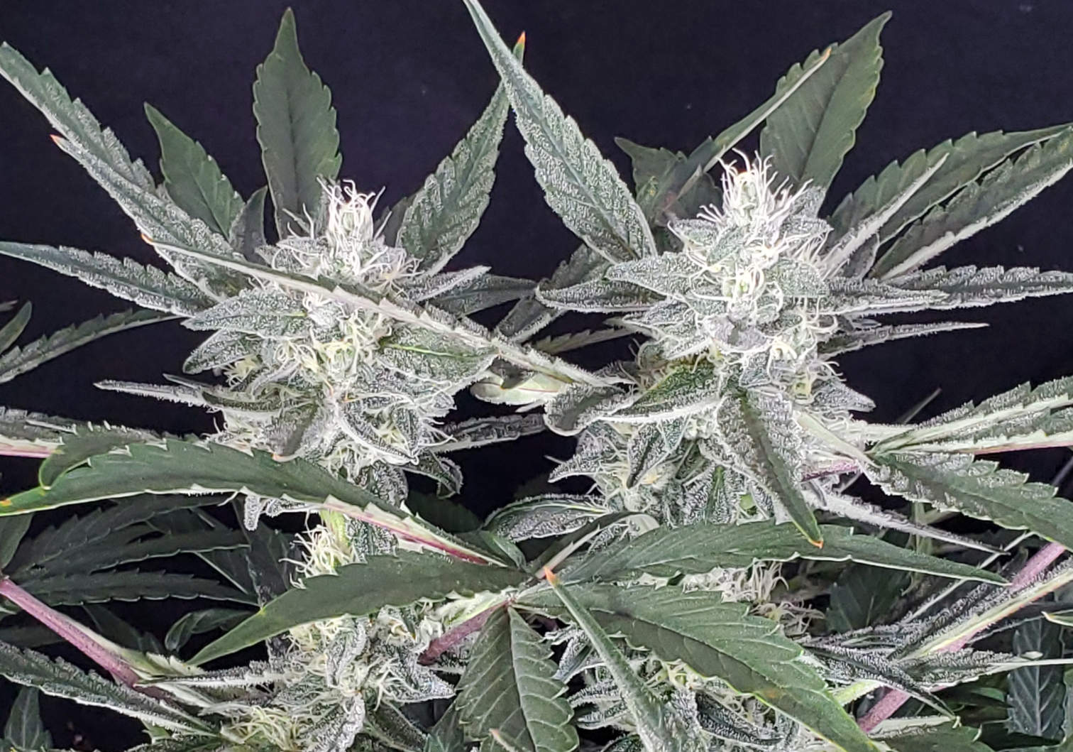 CB.4_day53_double_cola.jpg