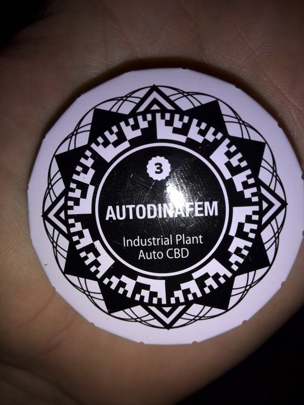 CBD Auto.jpg