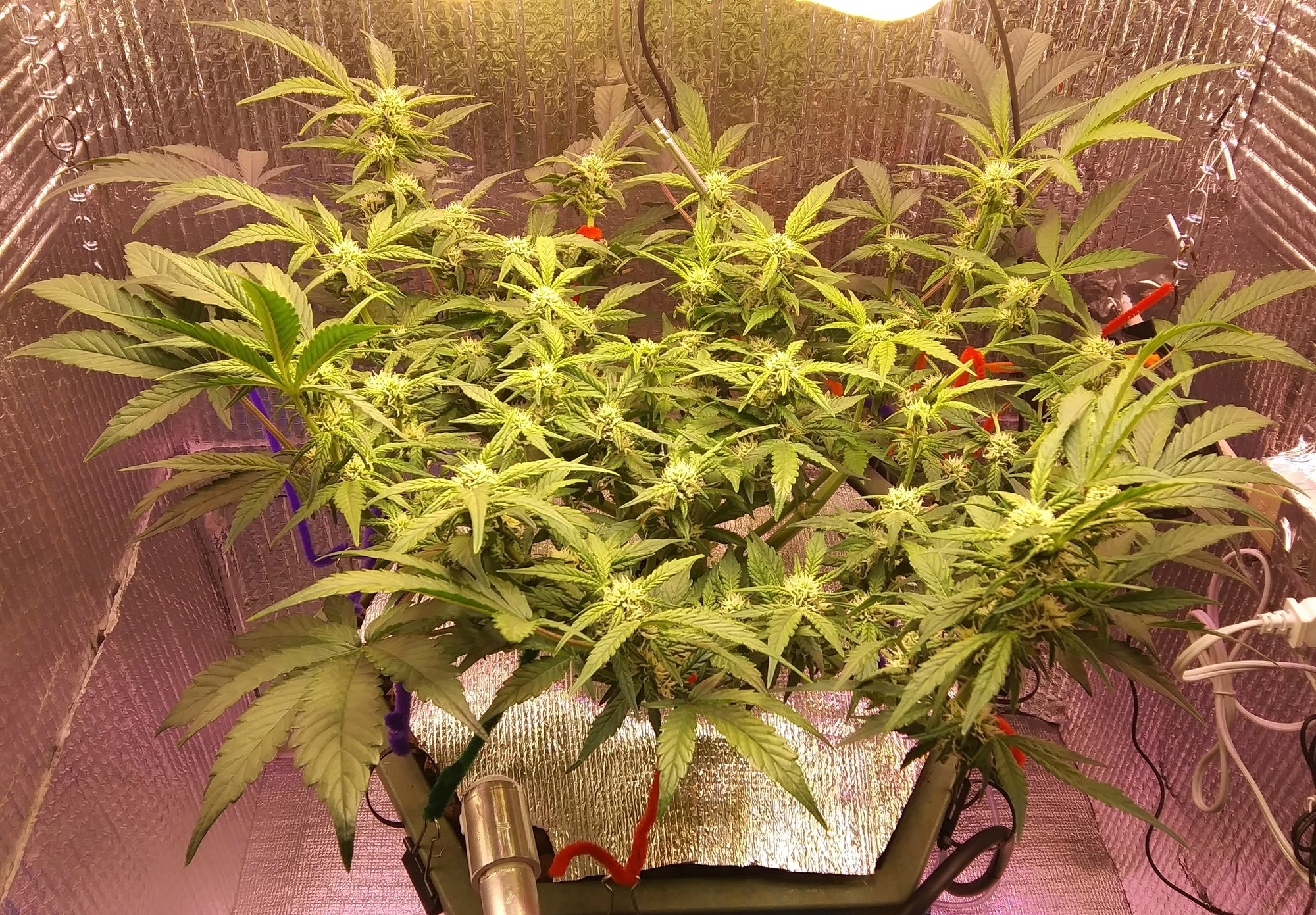 CBD Crack 3-13-20 Day 48 (2).jpg