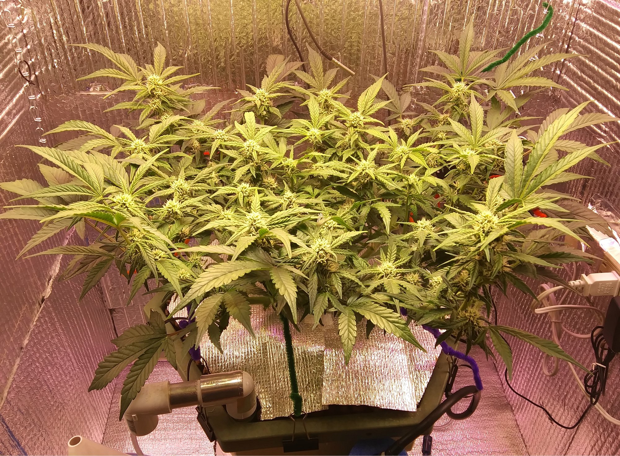 CBD Crack 3-15-20 Day 50 (1).jpg