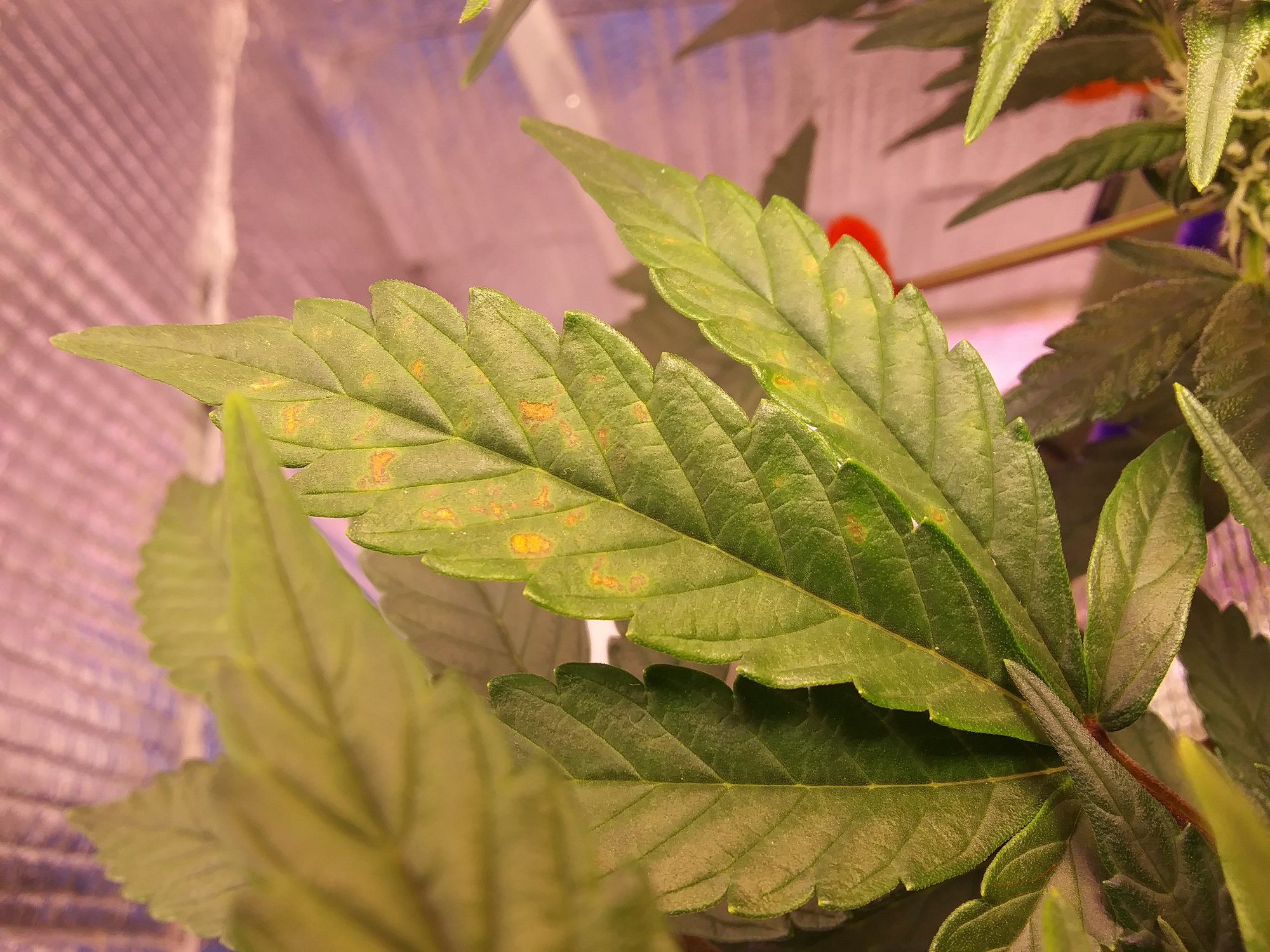 CBD Crack 3-16-20 Day 51 rust spots (1).jpg