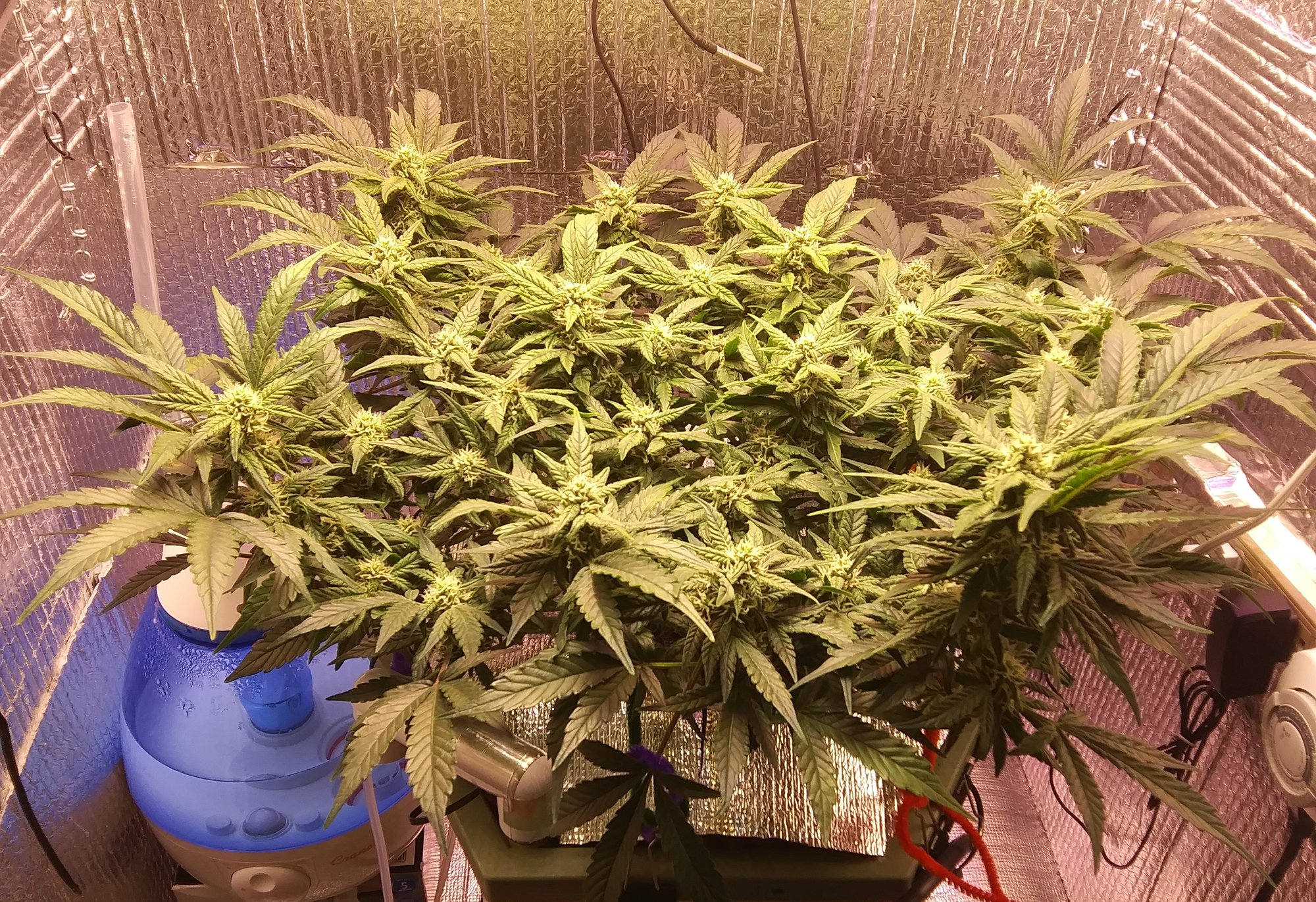 CBD Crack 3-20-20 Day 55 (1).jpg