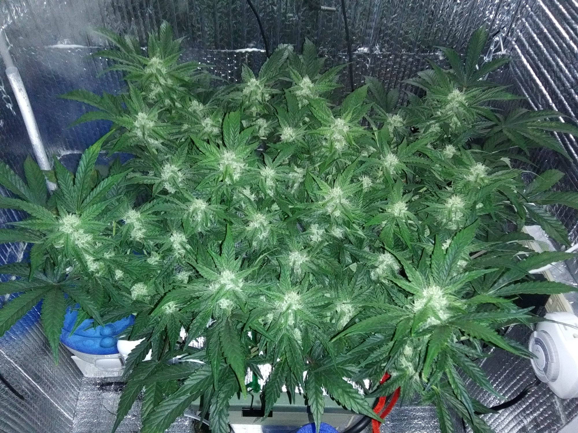 CBD Crack 3-21-20 Day 56 (4).jpg